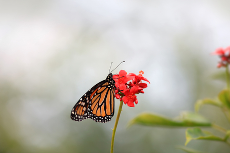 Close up shot of Monarch butterflyの写真素材