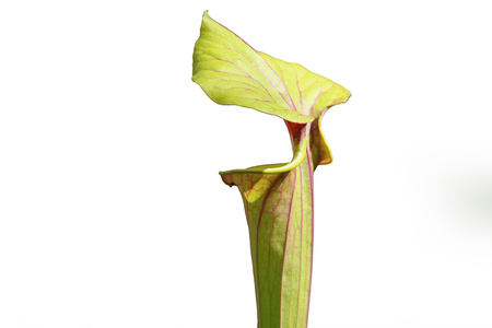 Close up shot of Monkey cup flowerの写真素材