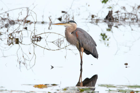 Tall blue heron bird hunting in the lake