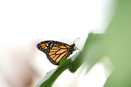 Closeup shot of beautiful butterfly on green leavesの写真素材