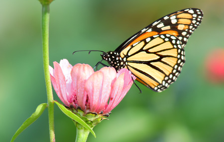 Close up shot of Butterfly on the flowerの写真素材