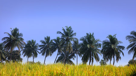 Palm trees in the farm