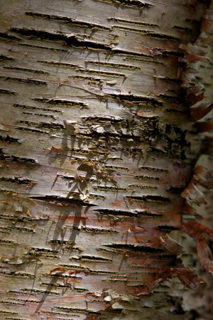 bark of birch in the cracks textureの写真素材