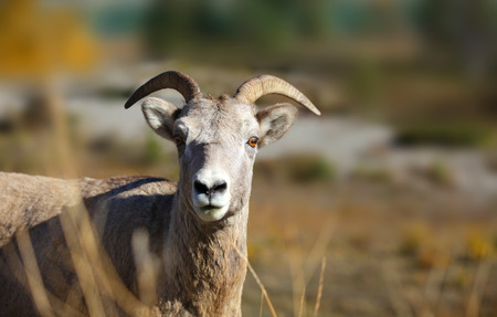 Close up shot of mountain goatの写真素材