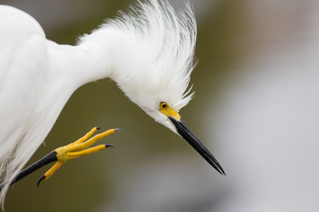 Close up shot of great little Egretの写真素材