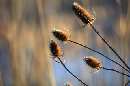 Dry flower cobs close up shot