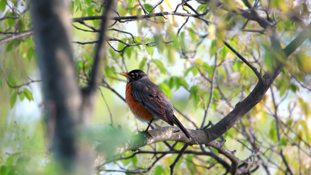 Robin bird on the branch of a treeの写真素材