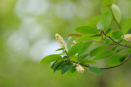 Spring bloom on birch treesの写真素材