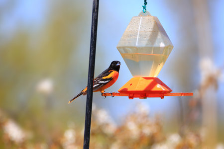 Baltimore Oriole feeding on nectar juice