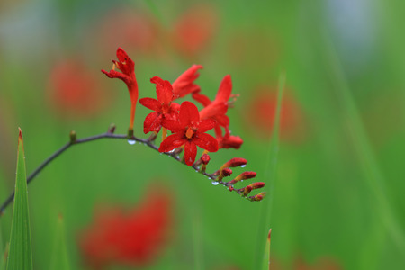 Close up shot of Bee balm flower also know as Monardaの写真素材
