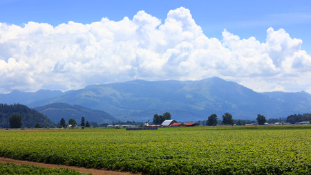Scenic farm landscape in Skagit valley Washington