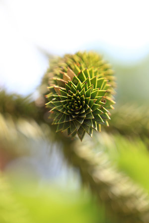 Close up shot of Pine tree branchの写真素材