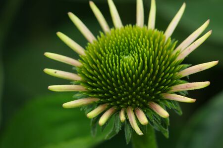 Close up shot of yellow green Daisy flowerの写真素材