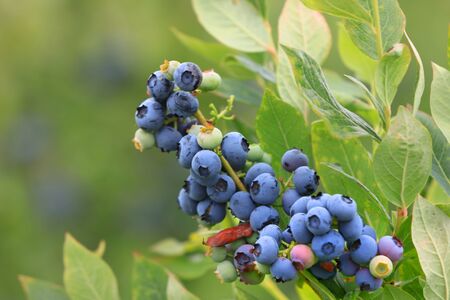 Close up shot of Blue berries on the plantの写真素材