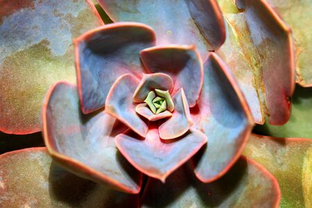 Close up shot of Graptopetalum Paraguayense plantの写真素材