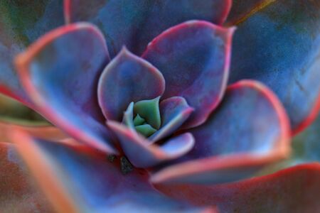 Close up shot of Graptopetalum Paraguayense plantの写真素材