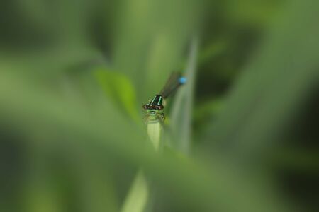 Close up shot of dragonfly on the leafの写真素材