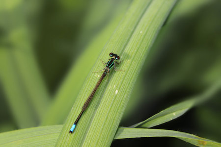 Close up shot of dragonfly on the leafの写真素材