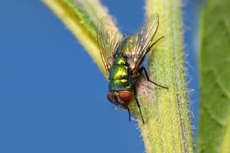 Extreme close up shot of Fly on plantの写真素材