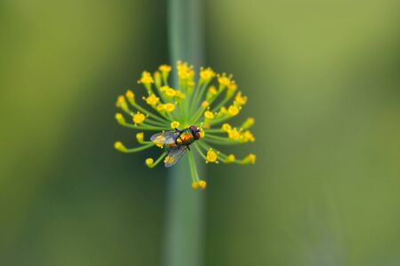 Close up shot of Fly on plantの写真素材