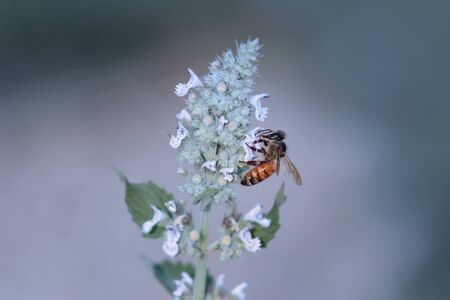 Honeybee collecting pollen at Lavender flowers in the gardenの写真素材