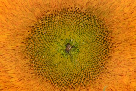 Close up shot  of sunflower detailsの写真素材