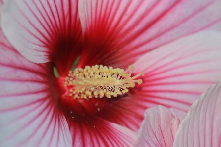 Pink Hibiscus flower inside detailsの写真素材