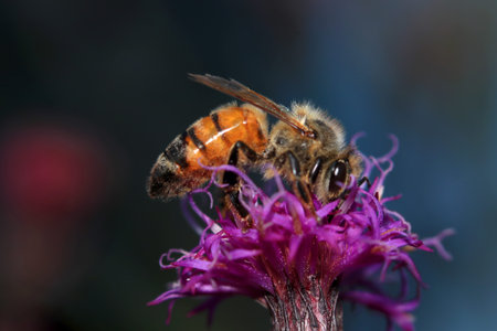 Honeybee collecting pollen at flowers in the farm