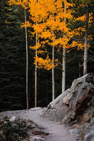 Aspen trees  in Rocky national park Coloradoの写真素材