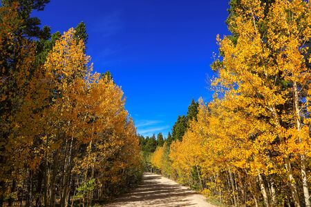 Rural road in Colorado through Aspen treesの写真素材
