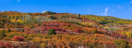 Panoramic view of canopy of colorful bushes on the hill to at Continental divide in Coloradoの写真素材