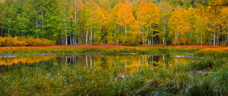 Panoramic view Aspen trees and its reflections in San Juan mountains, Colorado