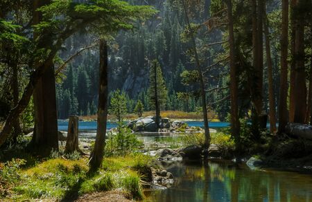 Pine trees near Blue lakes recreation area in Eastern Sierra mountainsの写真素材