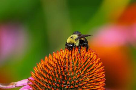 Close up shot of bee on Zinnia flowerの写真素材
