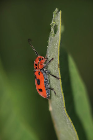 Close up shot of young Box elder bug