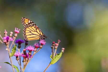 Colorful butterfly on a flowering plantの写真素材