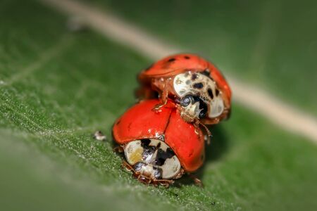 Extreme close up shot of two Lady bugs on a leafの写真素材