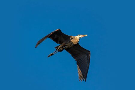 Grey heron in flight against blue skyの写真素材