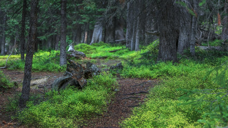 Dense evergreen forest in Rocky mountain national park.の写真素材