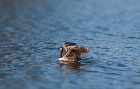 Wild Canadian goose in the lakeの写真素材