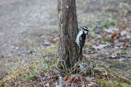 Middle spotted baby woodpecker on a treeの写真素材