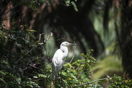 Little Egret bird on a tree in south Indiaの写真素材