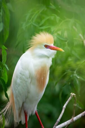 Portrait of Western cattle egret on a tree branchの写真素材
