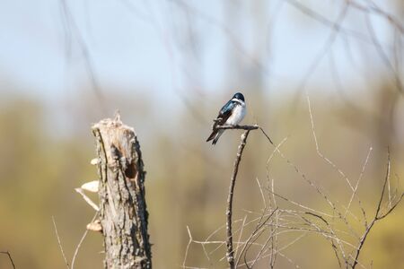 Close up shot of tree swallow bird on the branchの写真素材