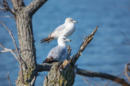 Two common gulls on tree branchの写真素材
