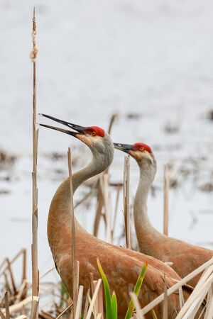 Two Sand hill cranes in the marsh landの写真素材