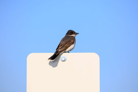 Tree swallow bird on a sign boardの写真素材
