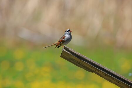 White crowned sparrow on a wooden postの写真素材