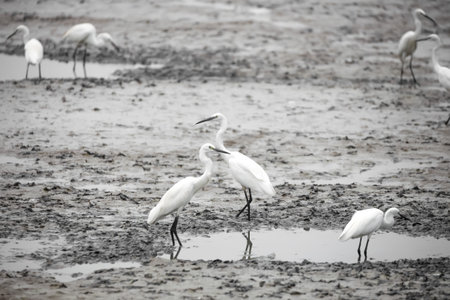 Many little Egret birds in swamp landsの写真素材