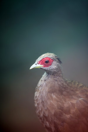 Manipur bush quail portrait image